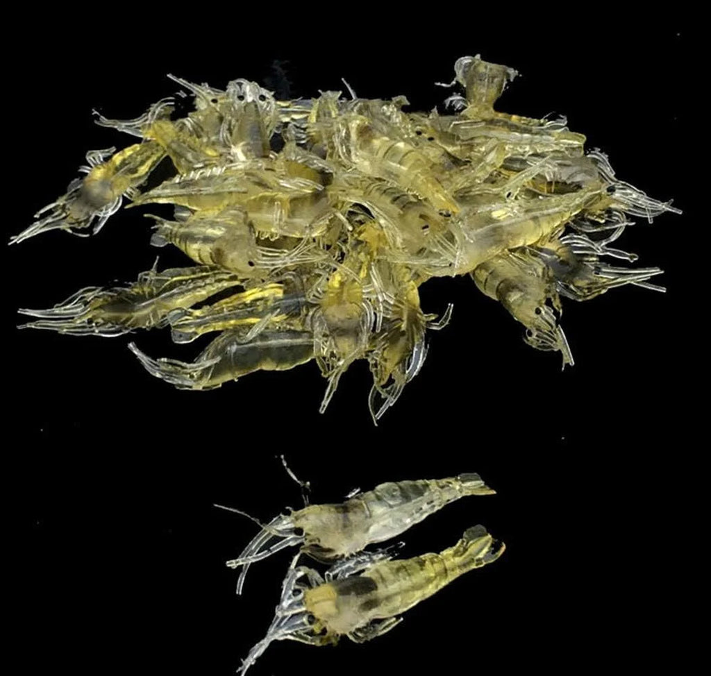 30 Pcs Soft Shrimp Bait Fishing Gear Simulation Fake Bait Grass Shrimp Lures Cost-Effective Convenient Soft Lures, Baits and Attractants（4Cm）